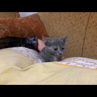 Tekir Kedi, Kedi  Kuzular fotoğrafı