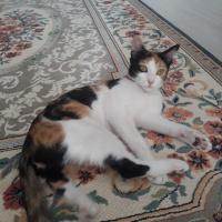 Tekir Kedi, Kedi  DUMAN fotoğrafı