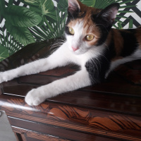 Tekir Kedi, Kedi  DUMAN fotoğrafı