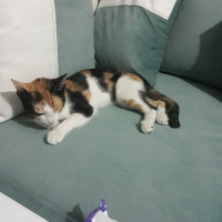 Tekir Kedi, Kedi  DUMAN fotoğrafı