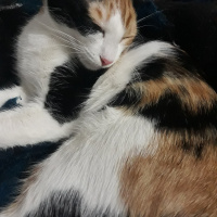 Tekir Kedi, Kedi  DUMAN fotoğrafı