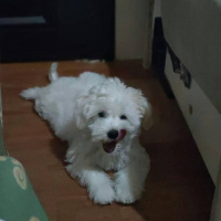 Maltese, Köpek  Bulut fotoğrafı