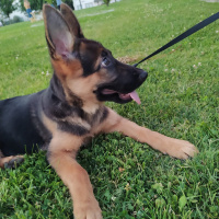 Alman Çoban Köpeği, Köpek  bürçe fotoğrafı