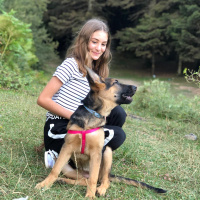 Alman Çoban Köpeği, Köpek  bürçe fotoğrafı