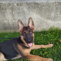 Alman Çoban Köpeği, Köpek  bürçe fotoğrafı