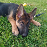 Alman Çoban Köpeği, Köpek  bürçe fotoğrafı