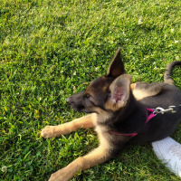 Alman Çoban Köpeği, Köpek  bürçe fotoğrafı