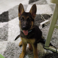 Alman Çoban Köpeği, Köpek  bürçe fotoğrafı