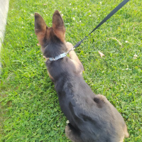 Alman Çoban Köpeği, Köpek  bürçe fotoğrafı