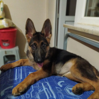 Alman Çoban Köpeği, Köpek  bürçe fotoğrafı