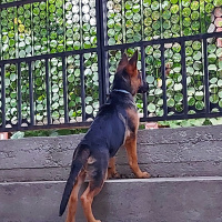 Alman Çoban Köpeği, Köpek  bürçe fotoğrafı