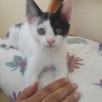 Tekir Kedi, Kedi  pikoo fotoğrafı