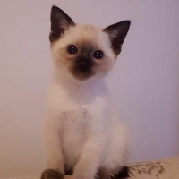 Siyam Kedisi, Kedi  bihter_mercan fotoğrafı