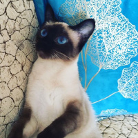 Siyam Kedisi, Kedi  bihter_mercan fotoğrafı