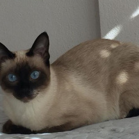 Siyam Kedisi, Kedi  bihter_mercan fotoğrafı