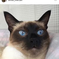 Siyam Kedisi, Kedi  bihter_mercan fotoğrafı