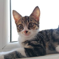 Tekir Kedi, Kedi  Aşkım fotoğrafı