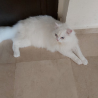 Chinchilla, Kedi  Çakır fotoğrafı