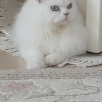 Chinchilla, Kedi  Çakır fotoğrafı