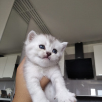 British Shorthair, Kedi  Ponciklerimm fotoğrafı