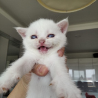 British Shorthair, Kedi  Ponciklerimm fotoğrafı