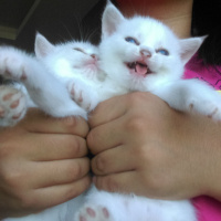 British Shorthair, Kedi  Ponciklerimm fotoğrafı