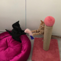 Tekir Kedi, Kedi  toprak ve güneş fotoğrafı