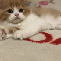 Oriental Longhair, Kedi  Tarçın fotoğrafı