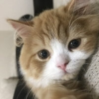 Oriental Longhair, Kedi  Tarçın fotoğrafı