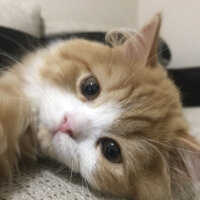 Oriental Longhair, Kedi  Tarçın fotoğrafı