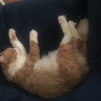 Oriental Longhair, Kedi  Tarçın fotoğrafı