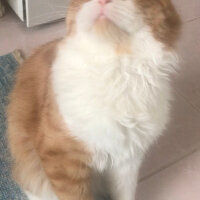 Oriental Longhair, Kedi  Tarçın fotoğrafı