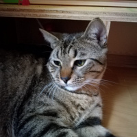 Tekir Kedi, Kedi  Abbas fotoğrafı