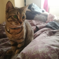 Tekir Kedi, Kedi  Abbas fotoğrafı