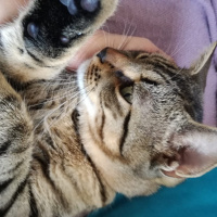 Tekir Kedi, Kedi  Abbas fotoğrafı