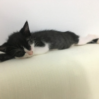 Tuxedo (Smokin) Kedi, Kedi  Lydia fotoğrafı