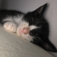 Tuxedo (Smokin) Kedi, Kedi  Lydia fotoğrafı