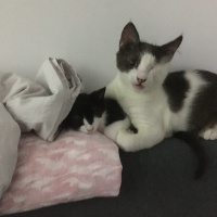 Tuxedo (Smokin) Kedi, Kedi  Lydia fotoğrafı