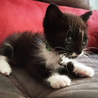 Tuxedo (Smokin) Kedi, Kedi  Mü fotoğrafı