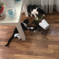 Tekir Kedi, Kedi  Loki fotoğrafı