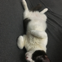 Tekir Kedi, Kedi  Loki fotoğrafı