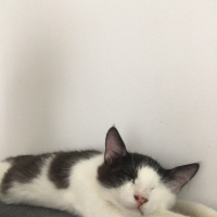 Tekir Kedi, Kedi  Loki fotoğrafı