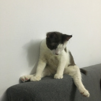 Tekir Kedi, Kedi  Loki fotoğrafı