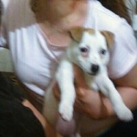 Jack Russell Terrier, Köpek  Cedric fotoğrafı