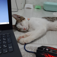 Tekir Kedi, Kedi  Duman fotoğrafı
