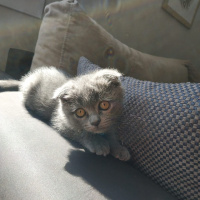 Scottish Fold, Kedi  Yumak fotoğrafı