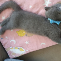 Scottish Fold, Kedi  Yumak fotoğrafı