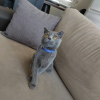 Scottish Fold, Kedi  Yumak fotoğrafı