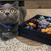 Scottish Fold, Kedi  Yumak fotoğrafı