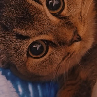 British Shorthair, Kedi  Karamel fotoğrafı